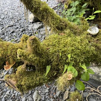 Sitka Rainforest Adventures - Hiking Near Me - Sitka, Alaska Sitka Rainforest Adventures - Hiking Near Me - Sitka, Alaska