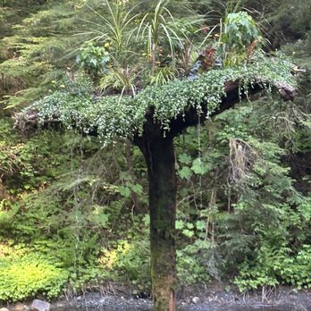 Glacier Gardens Rainforest Adventure - Botanical Gardens Near Me - Juneau, Alaska