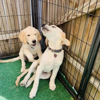 Dog Training Now - Taloa hanging out with her brother at DTN - Pet Training Near Me - Hoffman Estates, Illinois