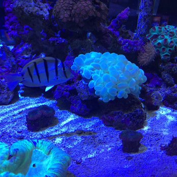Creative Aquarium Nation - Corals are beautiful. - Aquarium Services Near Me - Brooklyn, New York