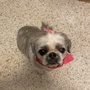 Pampered Pets