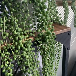 String of pearls. $28, which is the best price I've seen for this plant in this good of shape.