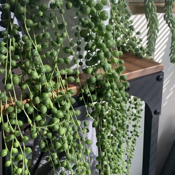 Bark & Vine - String of pearls. $28, which is the best price I've seen for this plant in this good of shape. - Nurseries & Gardening Near Me - New Haven, Connecticut