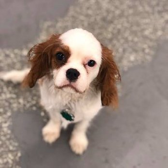 Rover’s Place - Daycare - Pet Training Near Me - Northbrook, Illinois Rover’s Place - Daycare - Pet Training Near Me - Northbrook, Illinois