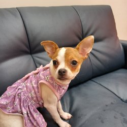 Capital Blvd Animal Hospital & Pet Inn - My baby waiting for Dr G and Tabitha