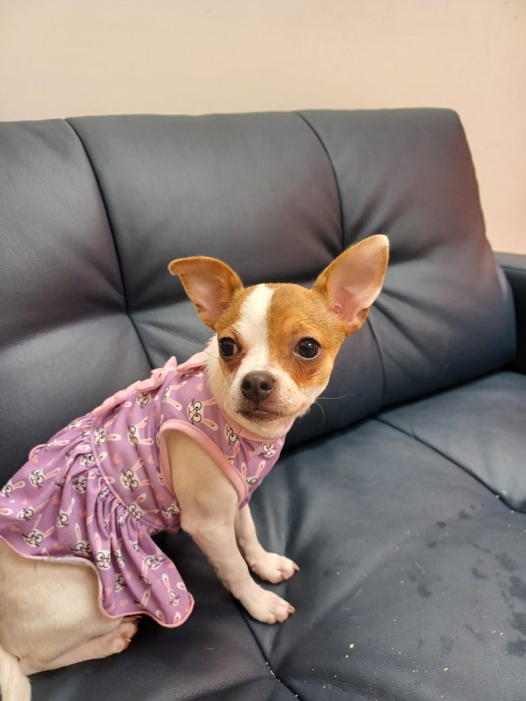 CAPITAL BLVD ANIMAL HOSPITAL & PET INN Updated August 2024 12