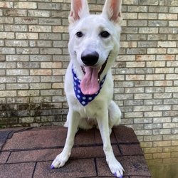 Grooming by Nicole Pet Salon and Hotel - my pup, post-groom