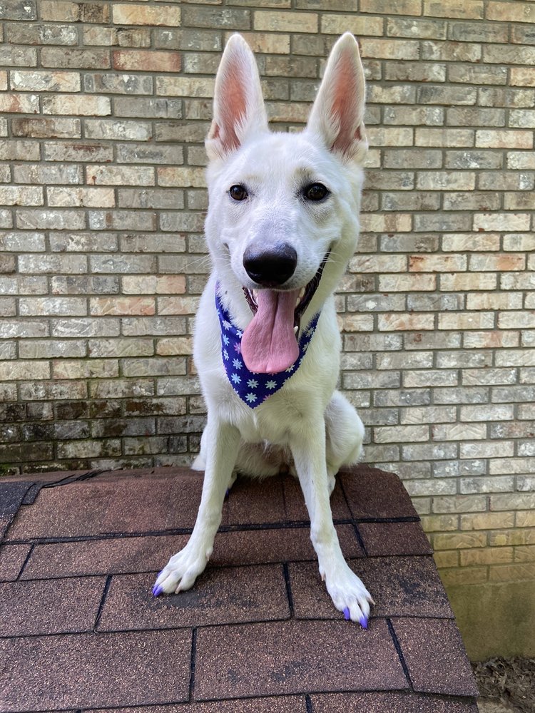 GROOMING BY NICOLE PET SALON AND HOTEL Updated August 2024 701