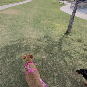 Cosmo Dog Park - Tons of grass - Dog Parks Near Me - Gilbert, Arizona Cosmo Dog Park - Tons of grass - Dog Parks Near Me - Gilbert, Arizona