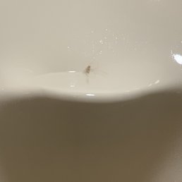 Was of hair found in the face towel Was of hair found in the face towel