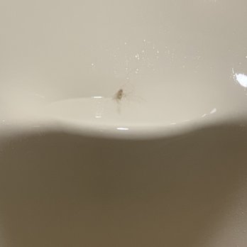 Sleep Inn Pelham Oak Mountain - Was of hair found in the face towel - Hotels Near Me - Pelham, Alabama Sleep Inn Pelham Oak Mountain - Was of hair found in the face towel - Hotels Near Me - Pelham, Alabama