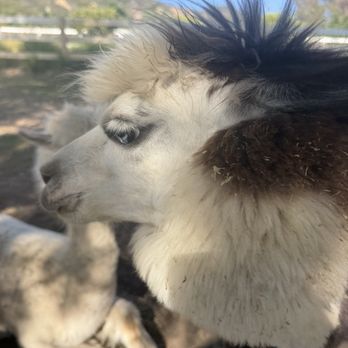 Canzelle Alpacas - Farms Near Me - Carpinteria, California Canzelle Alpacas - Farms Near Me - Carpinteria, California