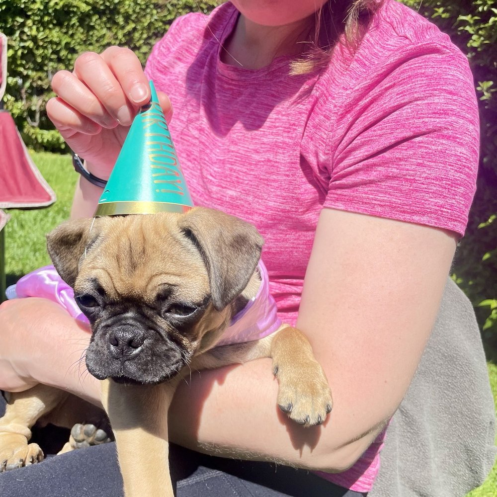 Pandora the puppy with the happy birthday hat Pandora the puppy with the happy birthday hat