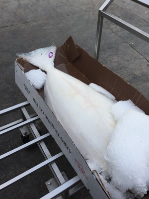 Los Angeles Fish Co by null