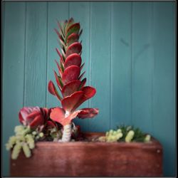 Succulents on the Boardwalk