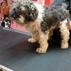 Kitty's Kritters - Before and after pictures of dogs from rescue groups. Kitty's Grooming.