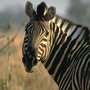 Photo of Mango African Safaris