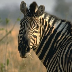 Mango African Safaris