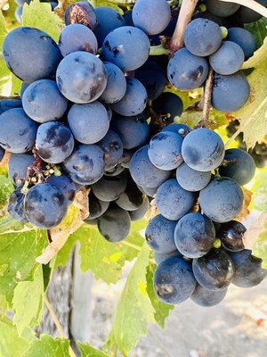 Eden Rift Vineyards by null