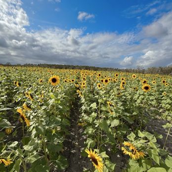 Amber Brooke Farms - Eustis - Sunflower fields - Pick Your Own Farms Near Me - Eustis, Florida