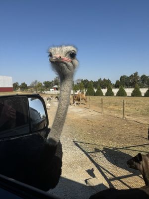 Tennessee Safari Park by null