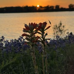 Lake Whitney State Park - Flowers