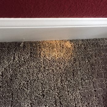 Full Spectrum Carpet Dyeing - Bleach Spot Before - Carpet Dyeing Near Me - Longmont, Colorado