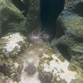 Sea Life - Aquariums Near Me - Orlando, Florida Sea Life - Aquariums Near Me - Orlando, Florida
