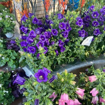 Plant Safari - Canterbury Bells - Nurseries & Gardening Near Me - Upland, California Plant Safari - Canterbury Bells - Nurseries & Gardening Near Me - Upland, California