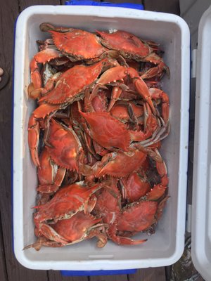 PHIL’S LIVE CRABS - Updated July 2024 - 12 Photos & 38 Reviews - 10 St ...