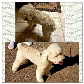 Soap-n-Suds - Pet Groomers Near Me Soap-n-Suds - Pet Groomers Near Me