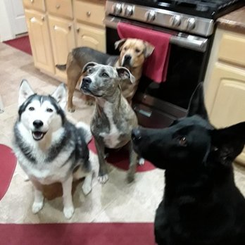 Bernalillo Pet Care Center - Veterinarians Near Me - Bernalillo, New Mexico