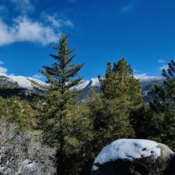 Idyllwild Nature Center - Viewpoint