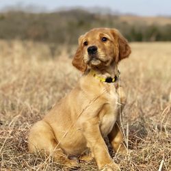 Zion Kennels - Puppy finder program available to future clients!