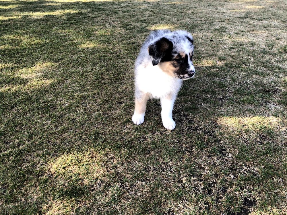 THE PETSTYLING COMPANY 80 Photos & 101 Reviews 600 Coffee Rd