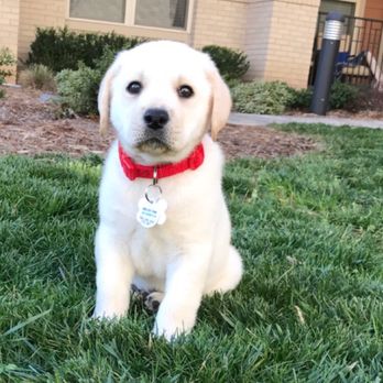 Skiptown - Some of the pictures they provide me with after his "puppy potty & play" time! - Dog Parks Near Me - Charlotte, North Carolina
