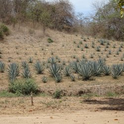 Los Osuna - los osuna