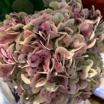 Vons - Hydrangea - Grocery Near Me - Grover Beach, California Vons - Hydrangea - Grocery Near Me - Grover Beach, California