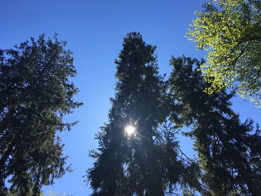 Seurasaari by null