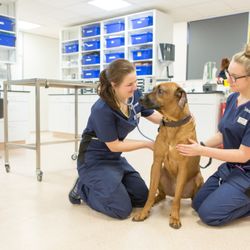 vets for pets woodchurch road