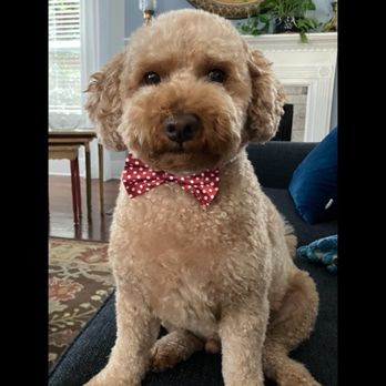Lucky Puppy Pet Spa - Pet Groomers Near Me - Fort Mill, South Carolina Lucky Puppy Pet Spa - Pet Groomers Near Me - Fort Mill, South Carolina