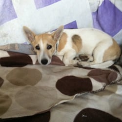 quay pets & aquatics