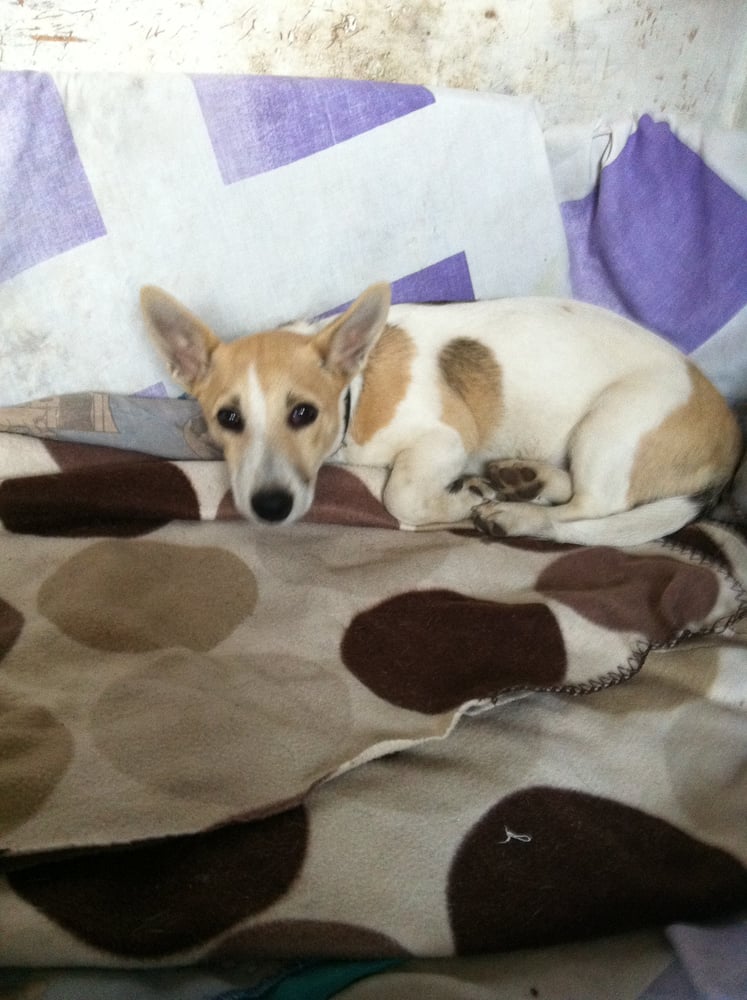 STONEHOUSE KENNELS Manchester, United Kingdom Yelp