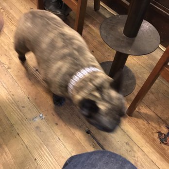 Georgetown Tobacco - Cigar dog?! Very cool - Tobacco Shops Near Me - Washington, DC, District of Columbia