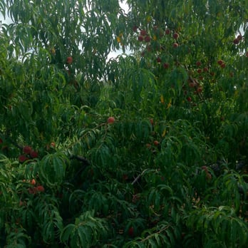 Eastmont Orchards - Pick Your Own Farms Near Me - Colts Neck, New Jersey