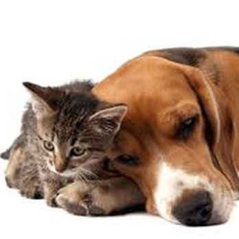 GetWell Animal Hospital - Veterinarians Near Me - Memphis, Tennessee GetWell Animal Hospital - Veterinarians Near Me - Memphis, Tennessee
