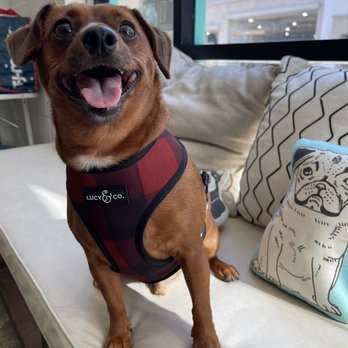 Roch & Gertrude Pet Spa - Spa days for this cute puppy - Pet Groomers Near Me - Pasadena, California