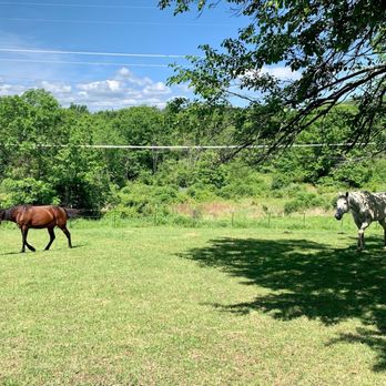 The Dominion House - Beautiful rescue horses on property: Mama left and Pegasus right - Bed & Breakfast Near Me - Blooming Grove, New York The Dominion House - Beautiful rescue horses on property: Mama left and Pegasus right - Bed & Breakfast Near Me - Blooming Grove, New York