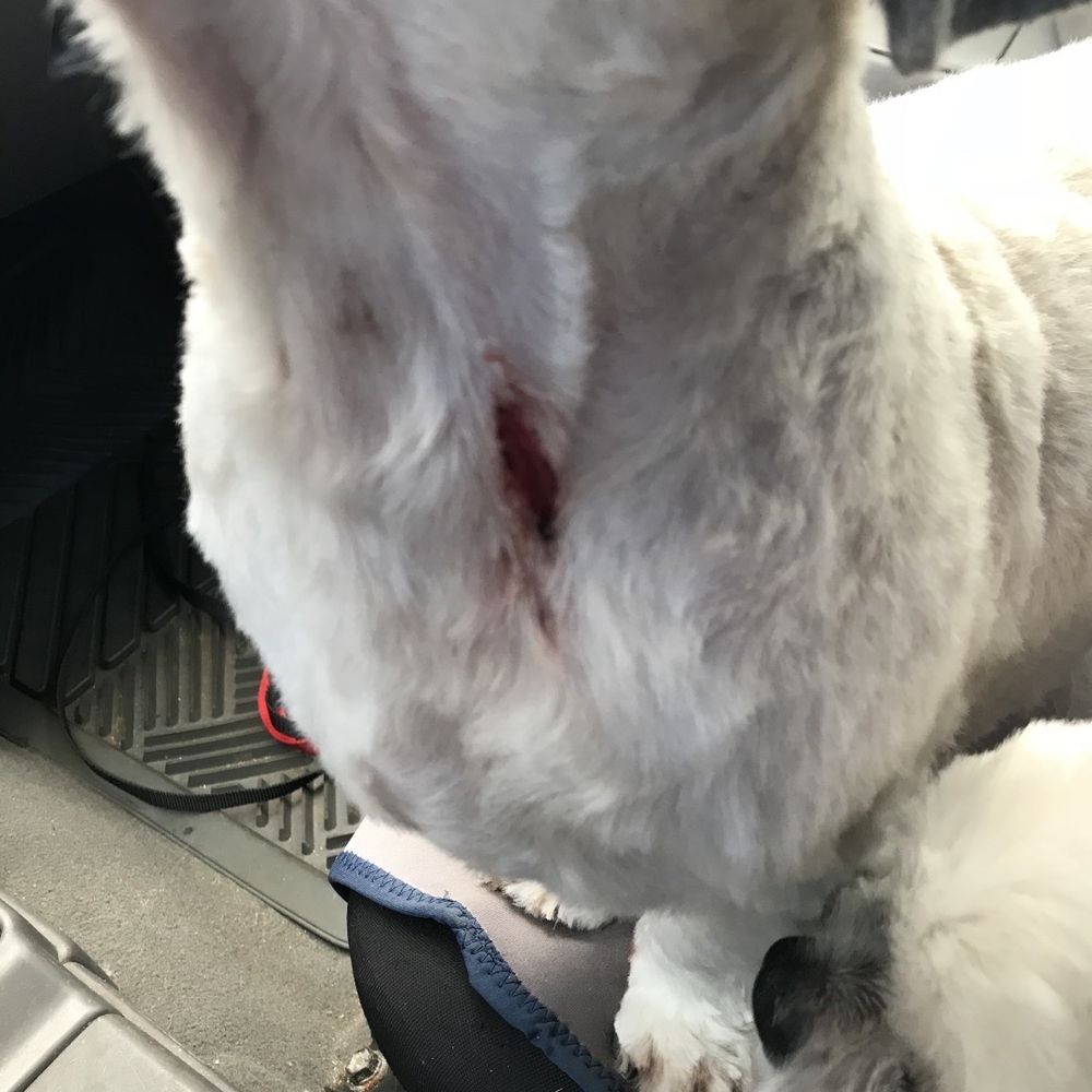My dog cut on the neck by this groomer, required a vet visit and stitches plus antibiotics. Thanks for shitty haircut and the $500 vet bill. My dog cut on the neck by this groomer, required a vet visit and stitches plus antibiotics. Thanks for shitty haircut and the $500 vet bill.