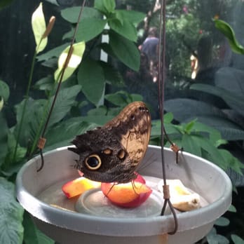 Butterfly Pavilion - Museums Near Me - Westminster, Colorado Butterfly Pavilion - Museums Near Me - Westminster, Colorado